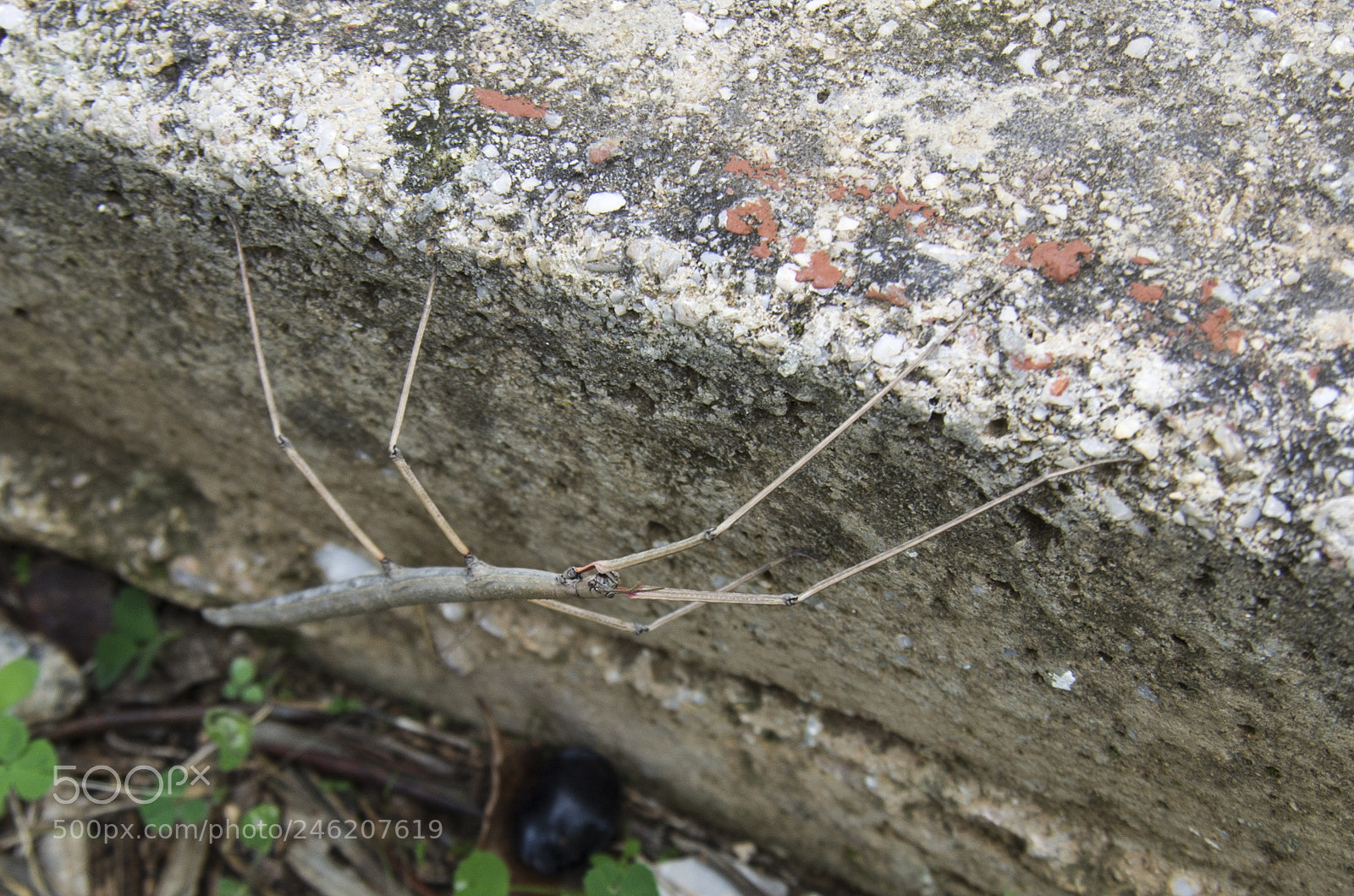 Pentax K-30 sample photo. Insect photography