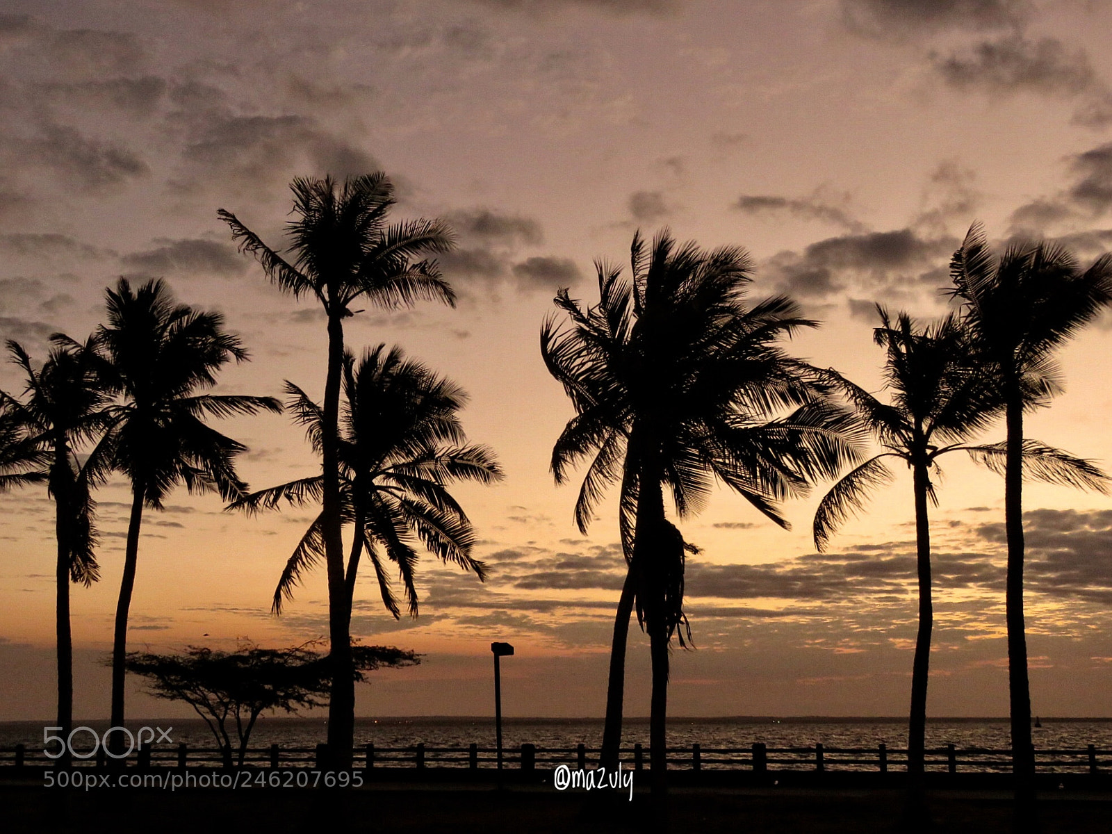 Canon PowerShot SX60 HS sample photo. Palmeras y brisa... photography