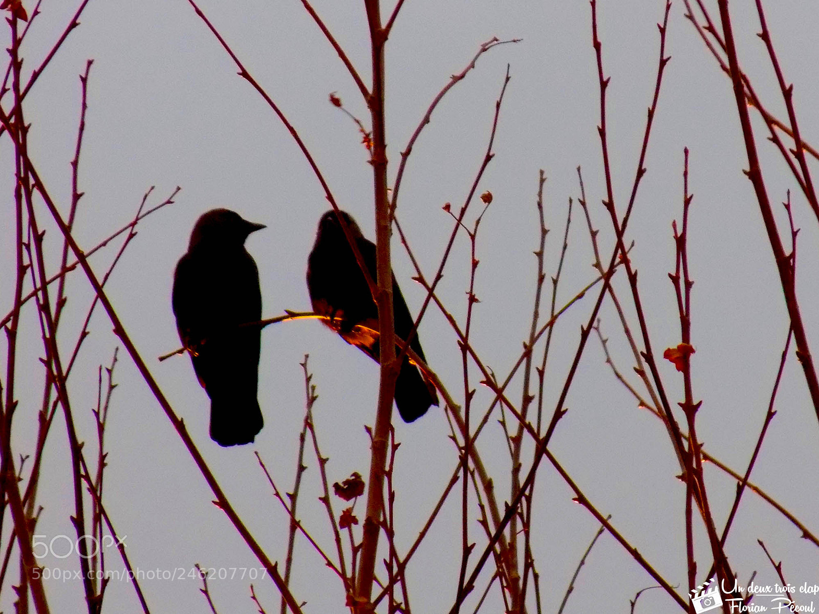 Nikon COOLPIX L330 sample photo. Bird sunset 1 photography