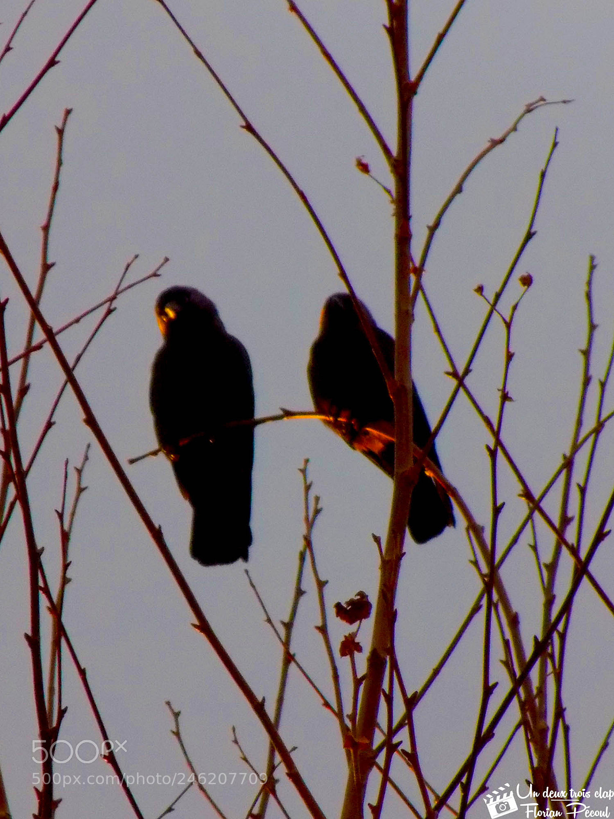 Nikon COOLPIX L330 sample photo. Bird sunset 2 photography