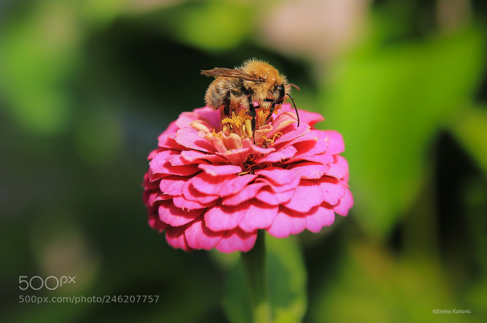 Canon EOS 550D (EOS Rebel T2i / EOS Kiss X4) sample photo. Honey bee photography
