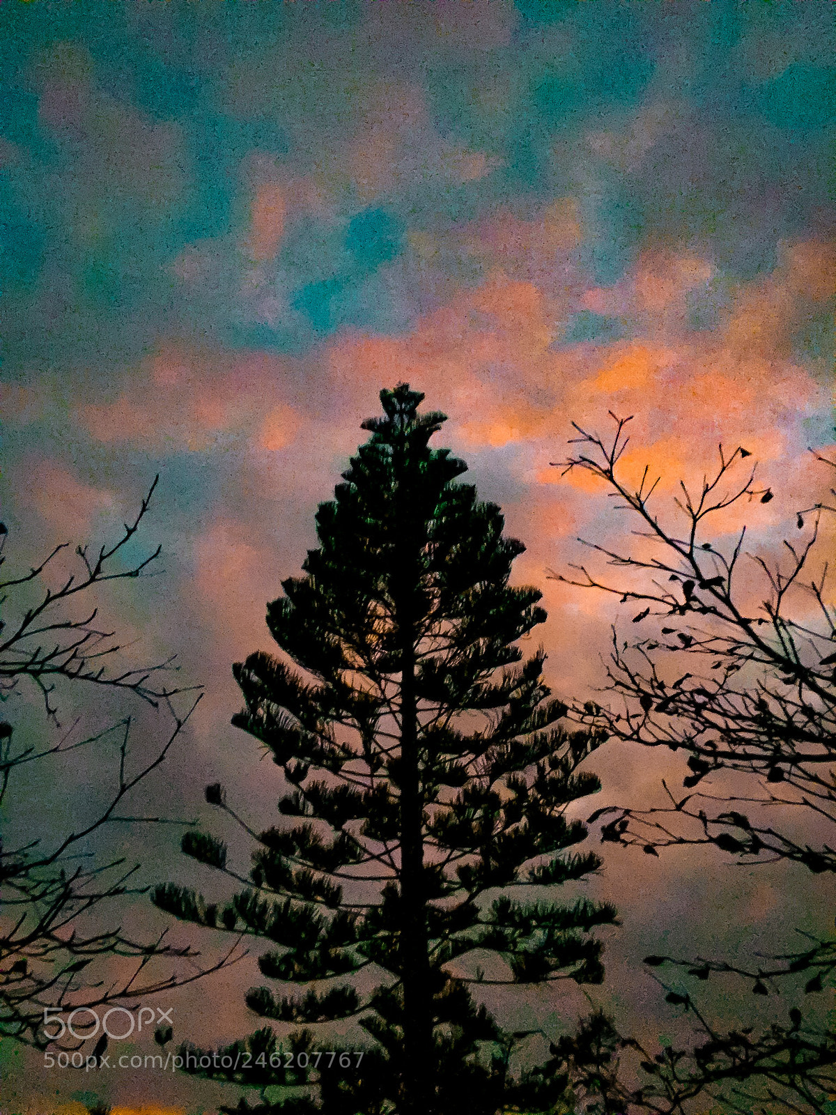 Apple iPhone 6 sample photo. Tree photography