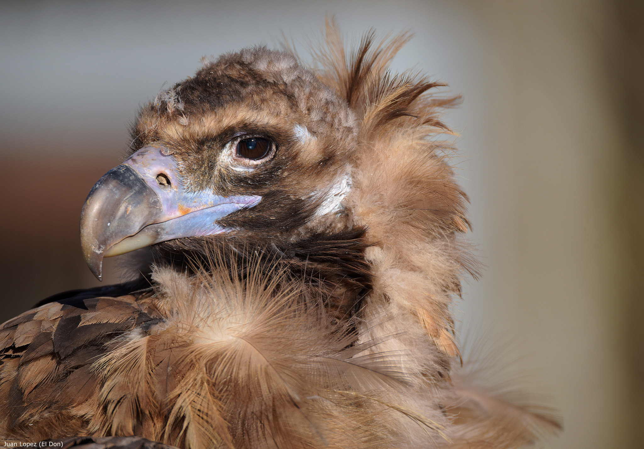 Nikon D810 + Sigma 150-600mm F5-6.3 DG OS HSM | S sample photo. Bird...tender..!! photography