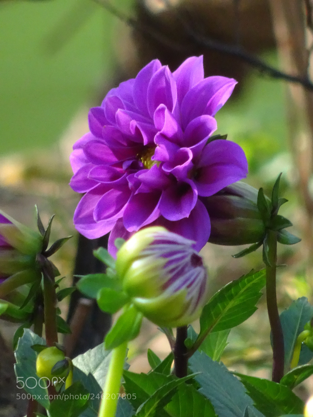 Sony Cyber-shot DSC-HX90V sample photo. Peony flowers photography