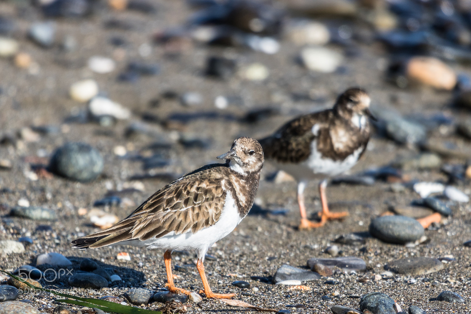 Canon EOS 750D (EOS Rebel T6i / EOS Kiss X8i) sample photo. Turnstones on the beach photography