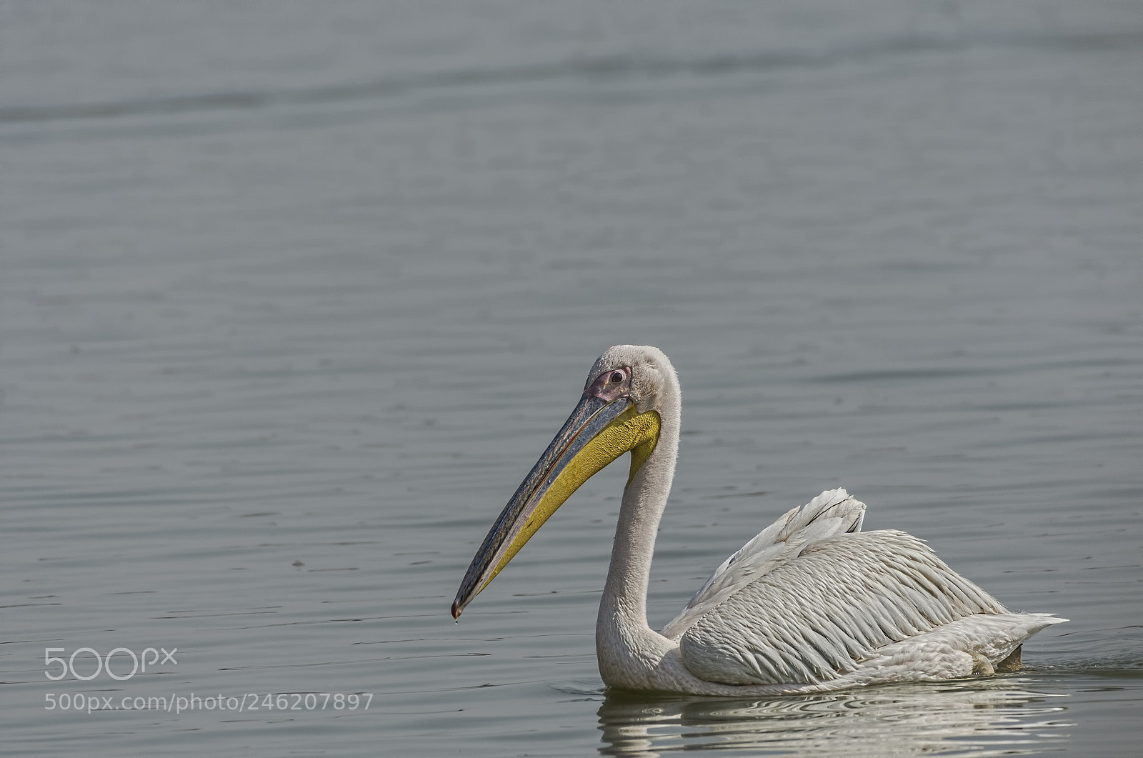 Nikon D7200 sample photo. Pelican photography