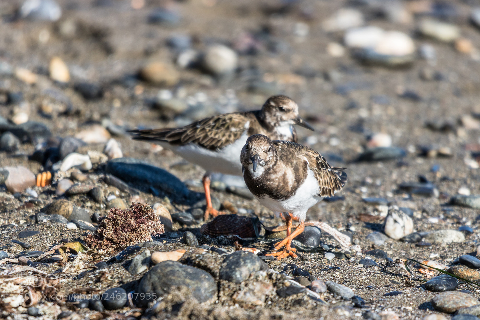 Canon EOS 750D (EOS Rebel T6i / EOS Kiss X8i) sample photo. Turnstones on the beach photography
