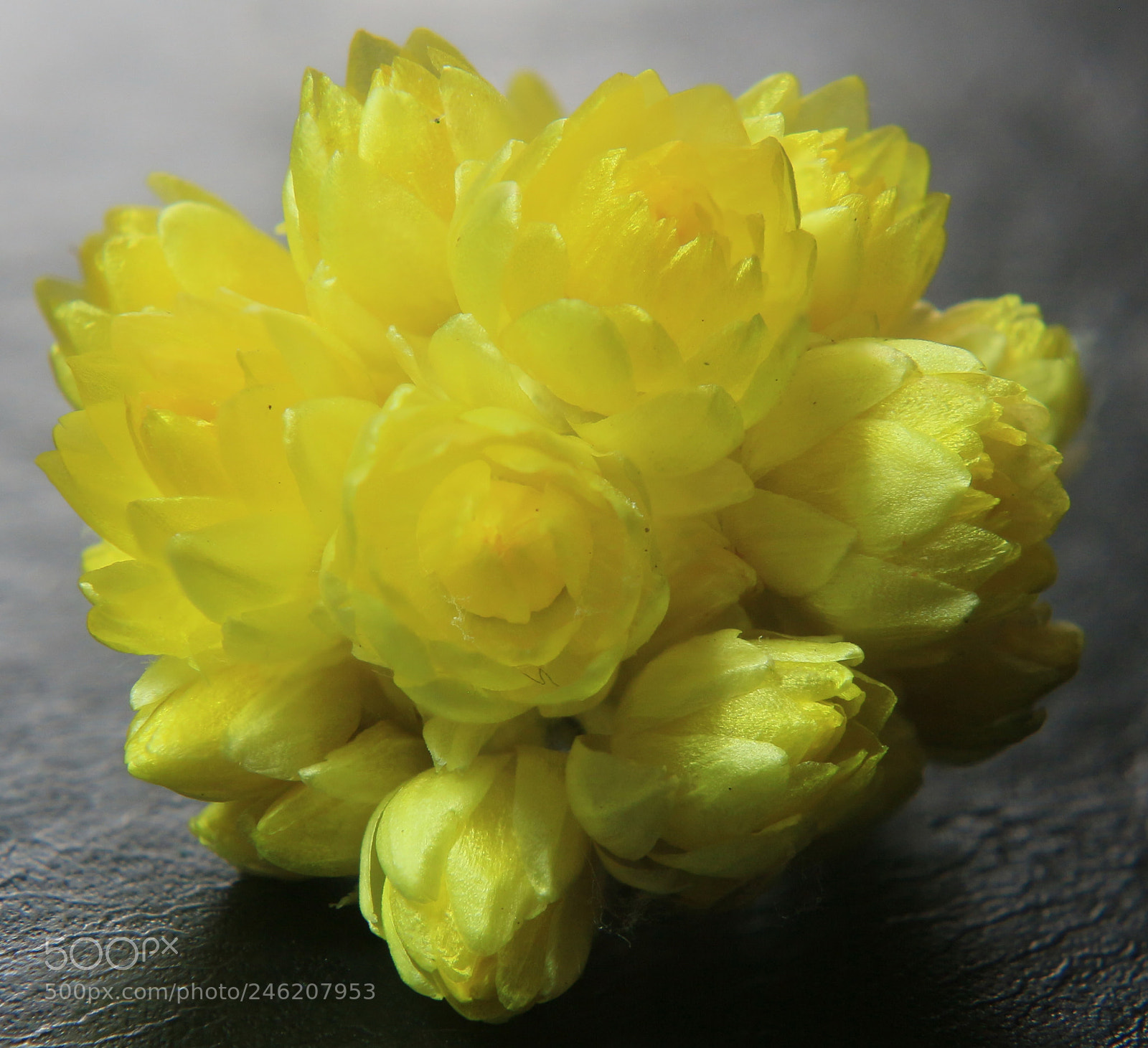 Canon EOS 650D (EOS Rebel T4i / EOS Kiss X6i) sample photo. Immortelle photography