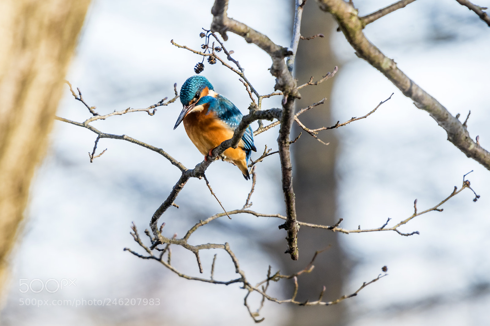 Nikon D500 sample photo. Common kingfisher (alcedo atthis). photography