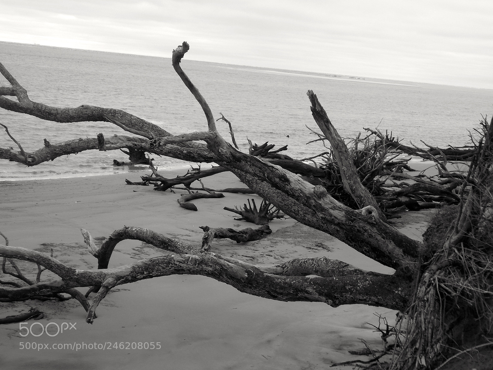 Nikon Coolpix L810 sample photo. Driftwood beach...my muse photography