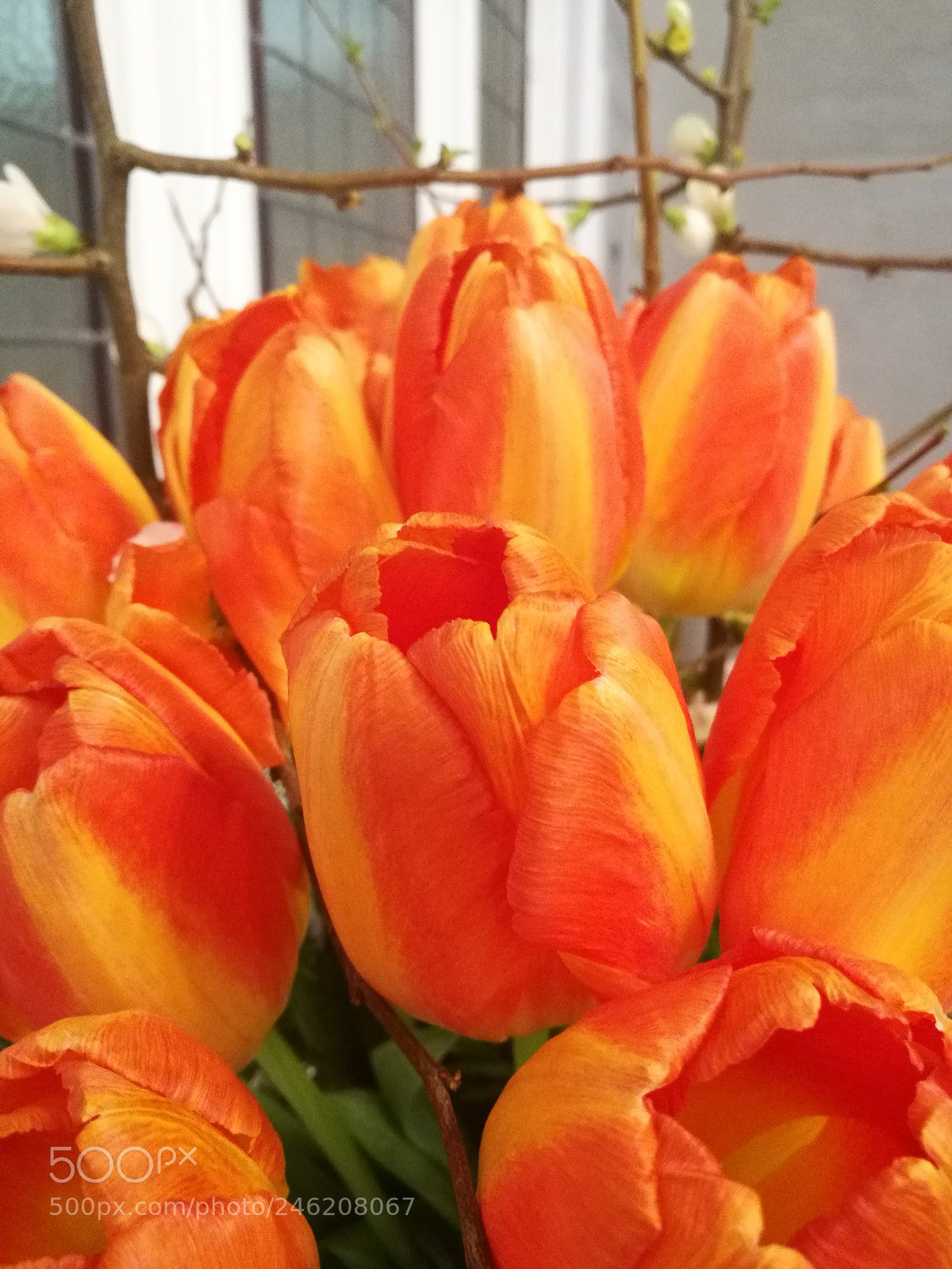 HUAWEI P9 sample photo. Orange tulip photography