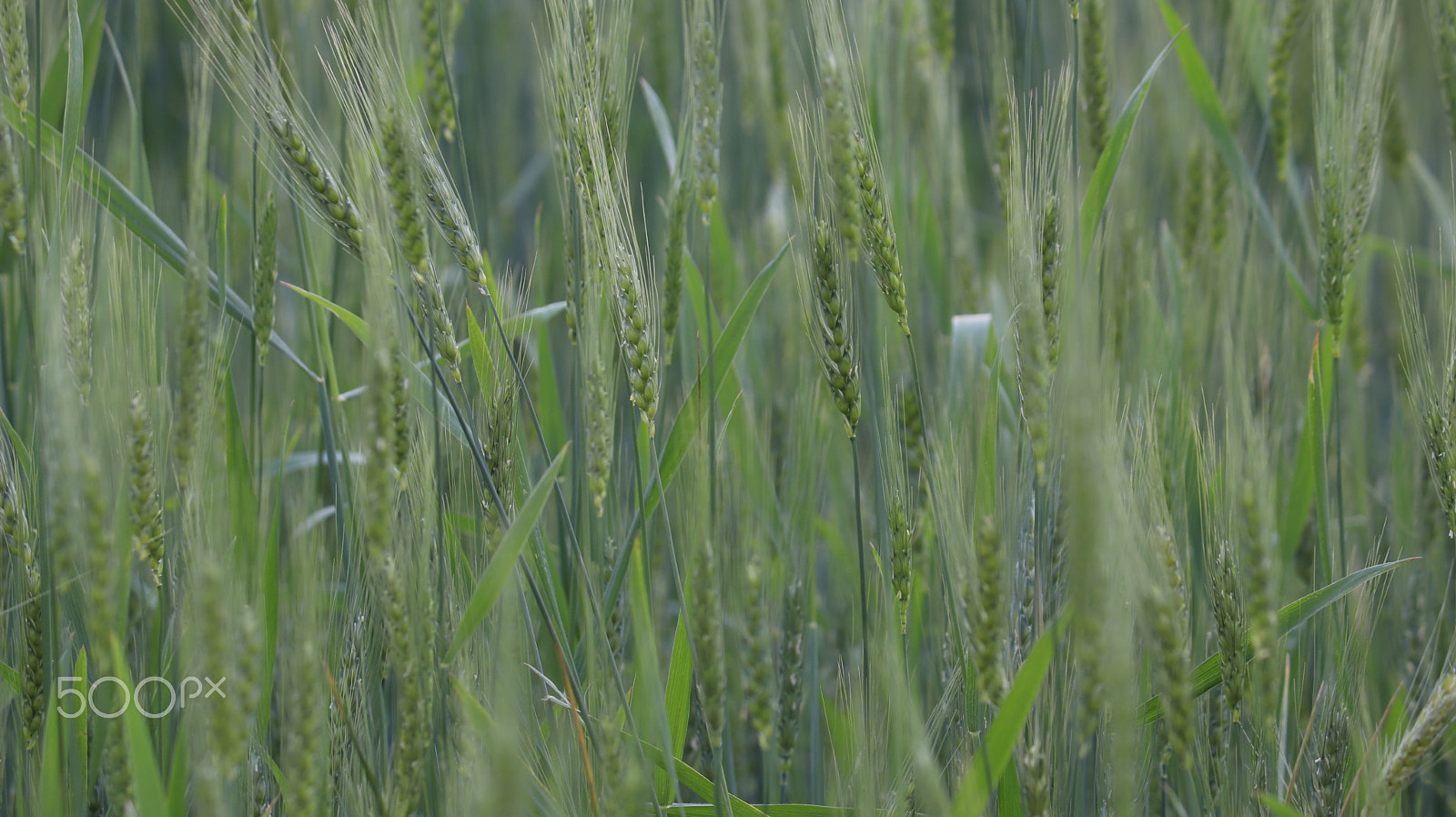 Canon EOS 800D (EOS Rebel T7i / EOS Kiss X9i) sample photo. Green rice paddy field photography