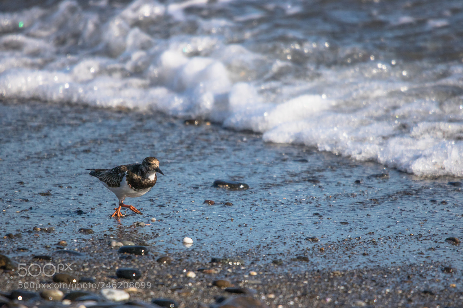 Canon EOS 750D (EOS Rebel T6i / EOS Kiss X8i) sample photo. Turnstones on the beach photography