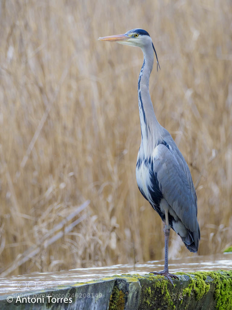 Olympus OM-D E-M1 Mark II sample photo. Bernat pescaire sobre una photography