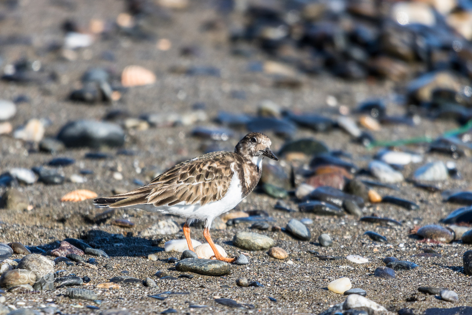 Canon EOS 750D (EOS Rebel T6i / EOS Kiss X8i) sample photo. Turnstones on the beach photography