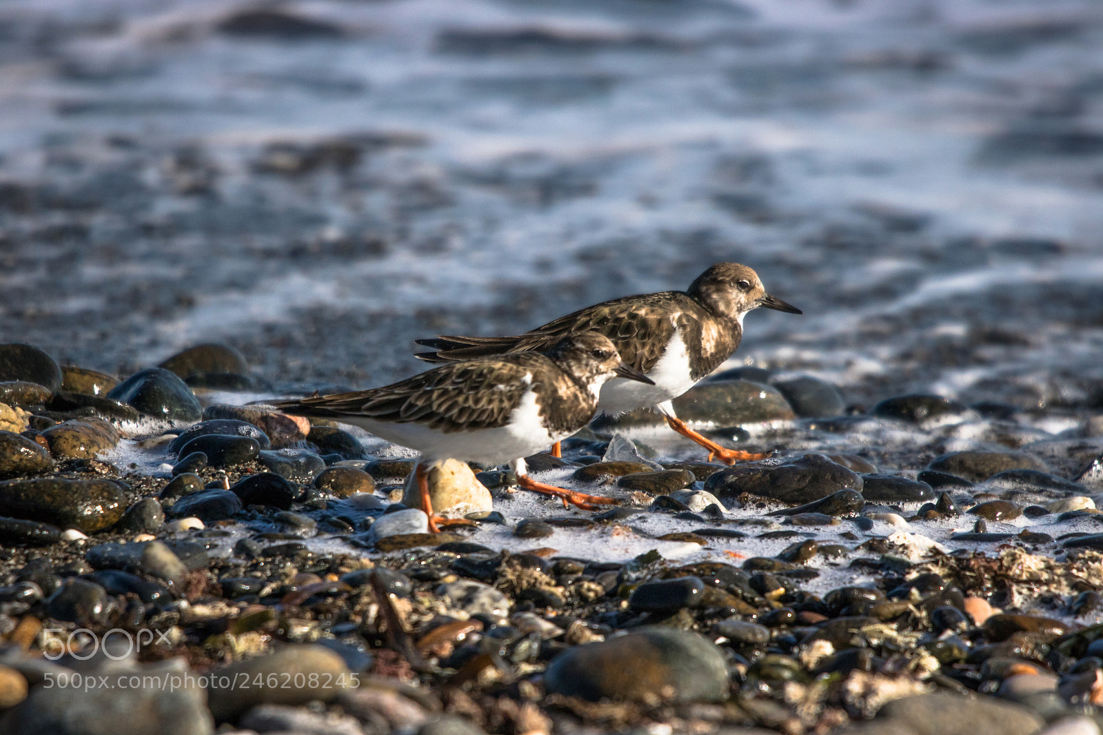 Canon EOS 750D (EOS Rebel T6i / EOS Kiss X8i) sample photo. Turnstones on the beach photography