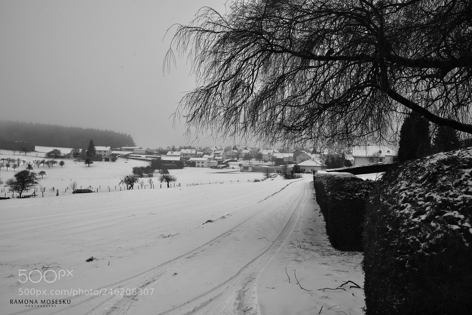 Nikon D810 sample photo. Winter photography