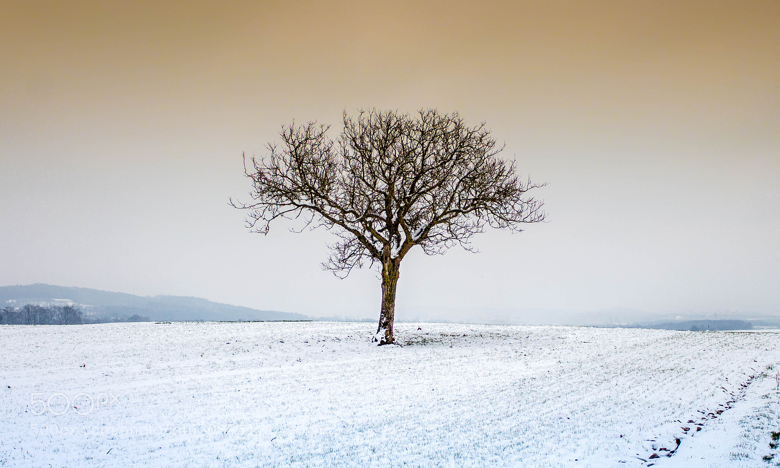 Canon EOS 700D (EOS Rebel T5i / EOS Kiss X7i) sample photo. Tree in winter ii photography