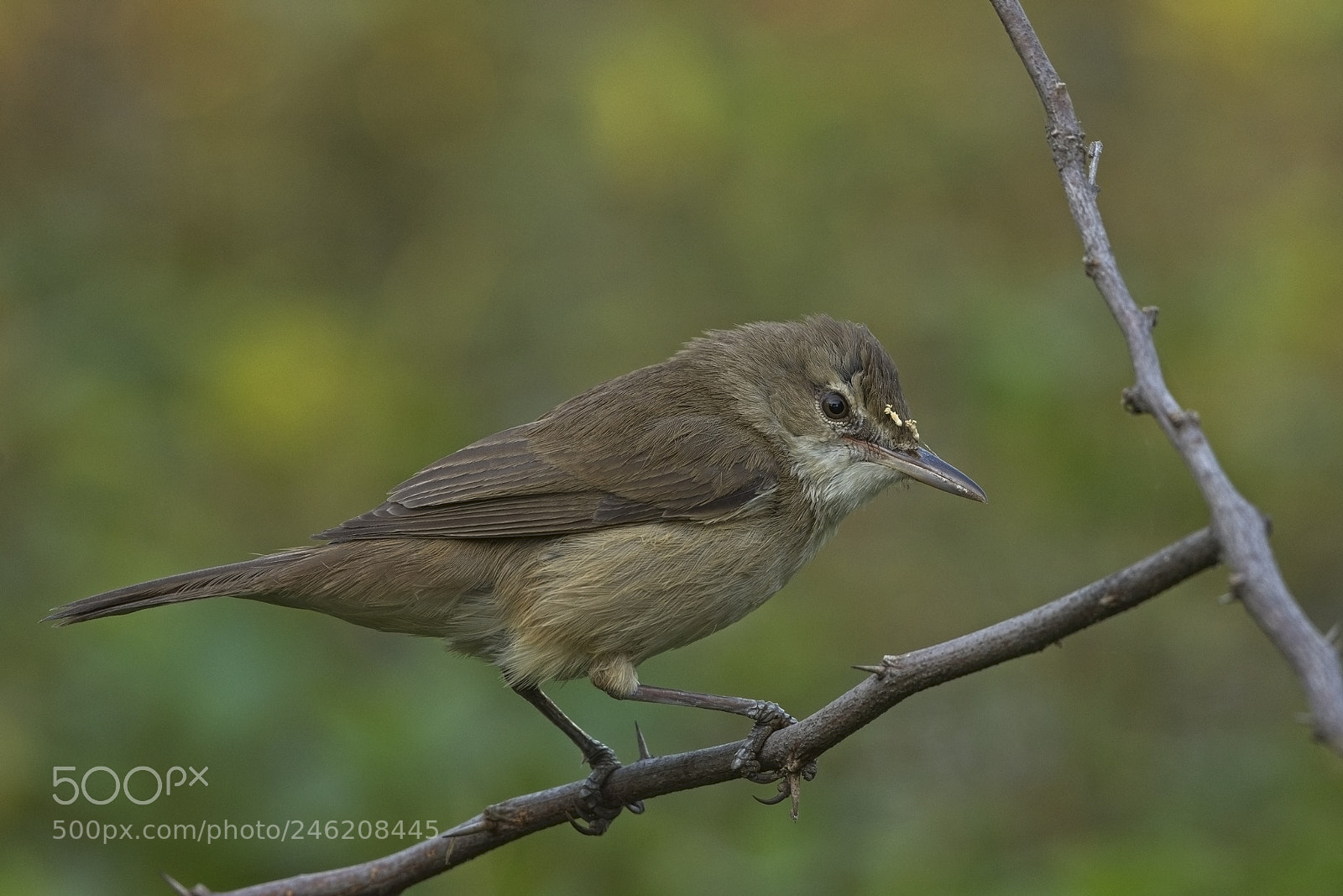 Nikon D7200 sample photo. Blyth's reed warbler photography