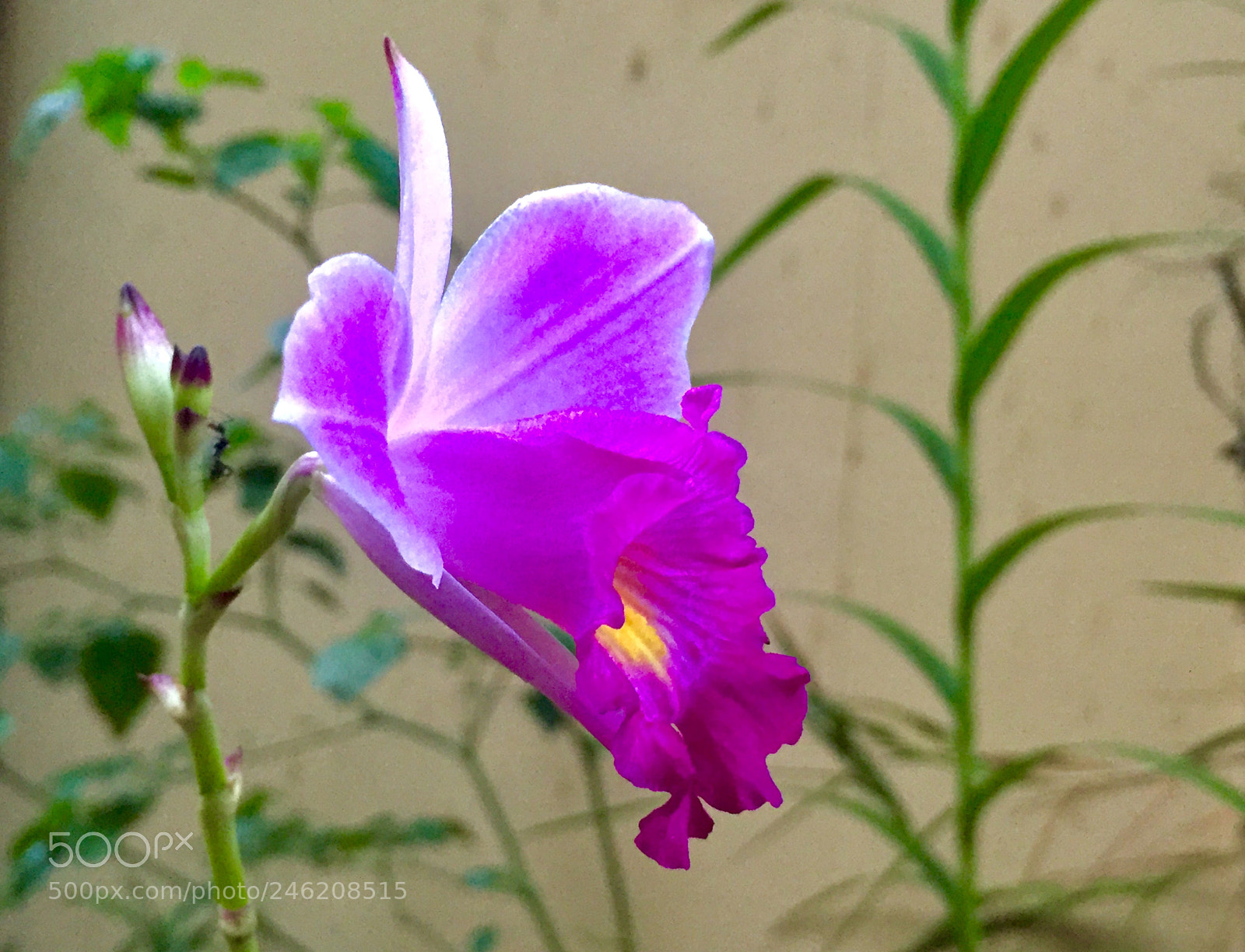 Apple iPhone 6 sample photo. Orchid in bloom photography