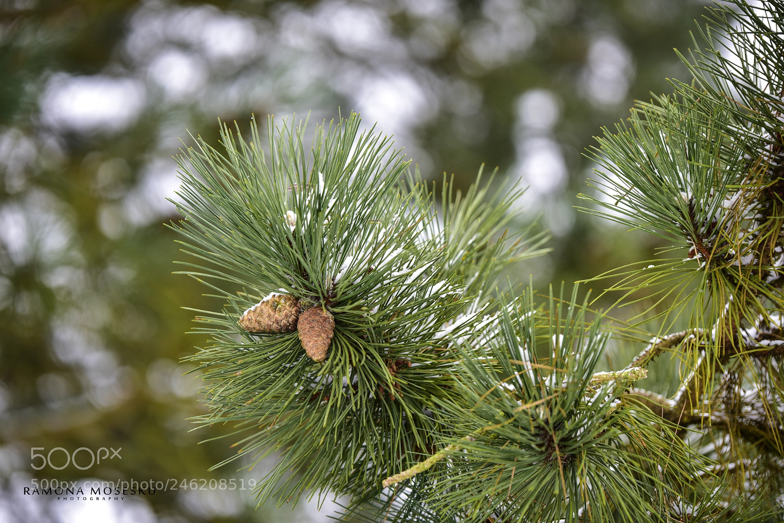 Nikon D810 sample photo. Tannenzapfen photography
