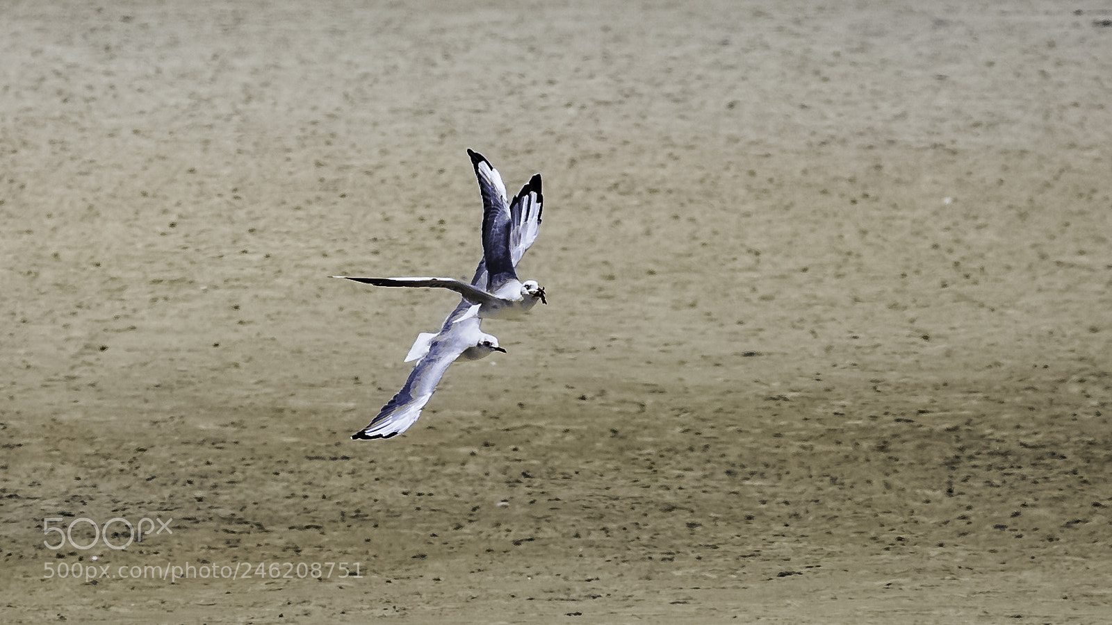 Canon EOS 6D Mark II sample photo. Beauty in flight photography