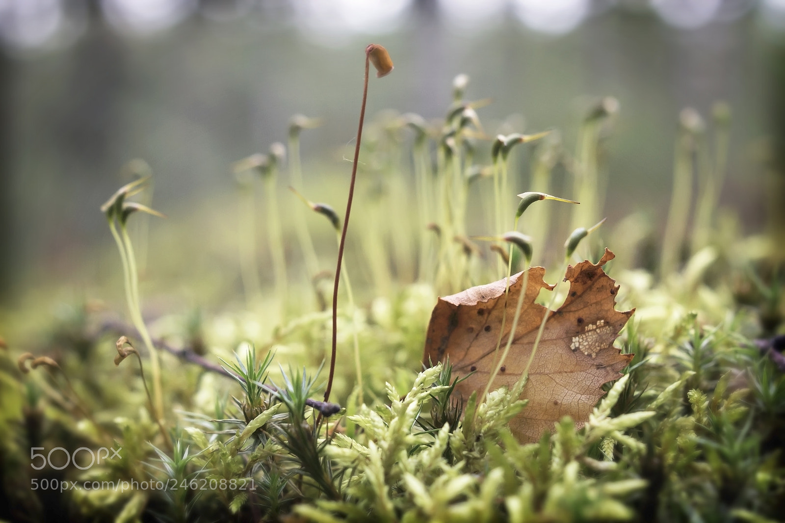 Canon EOS 60D sample photo. On the moss 2 photography