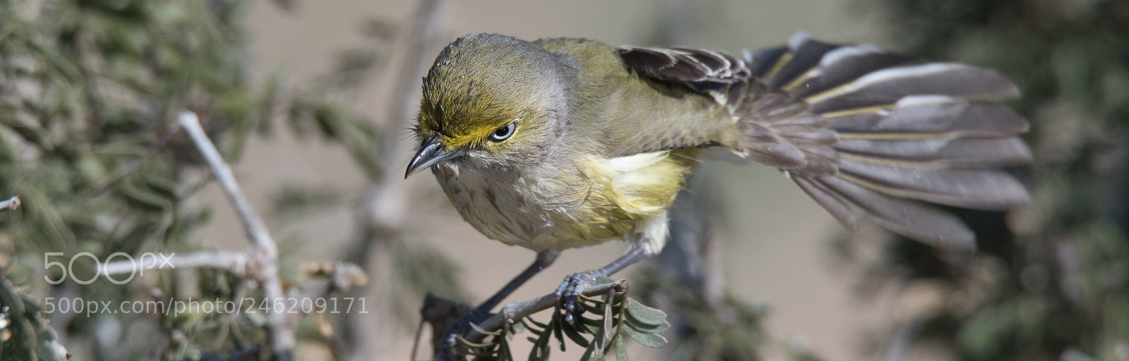 Nikon D500 sample photo. White eyed vireo photography