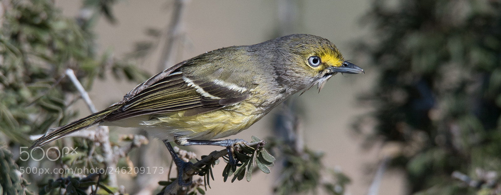 Nikon D500 sample photo. White eyed vireo photography