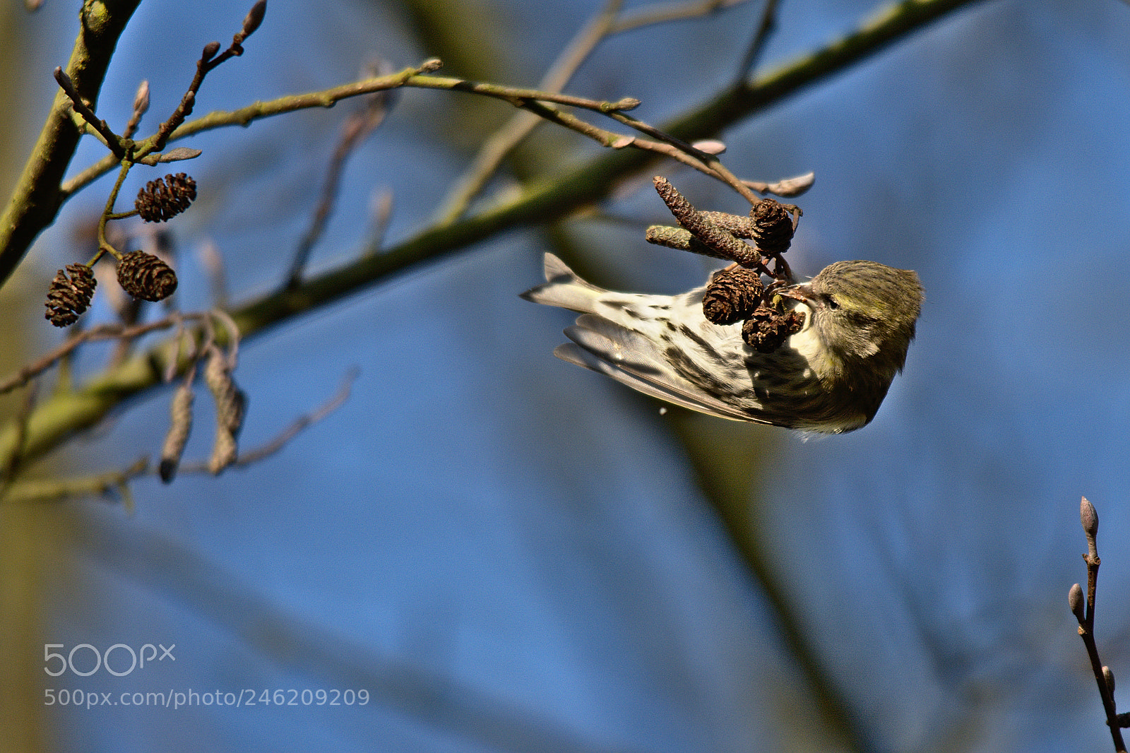 Nikon D7100 sample photo. Tarin des aulnes spinus photography