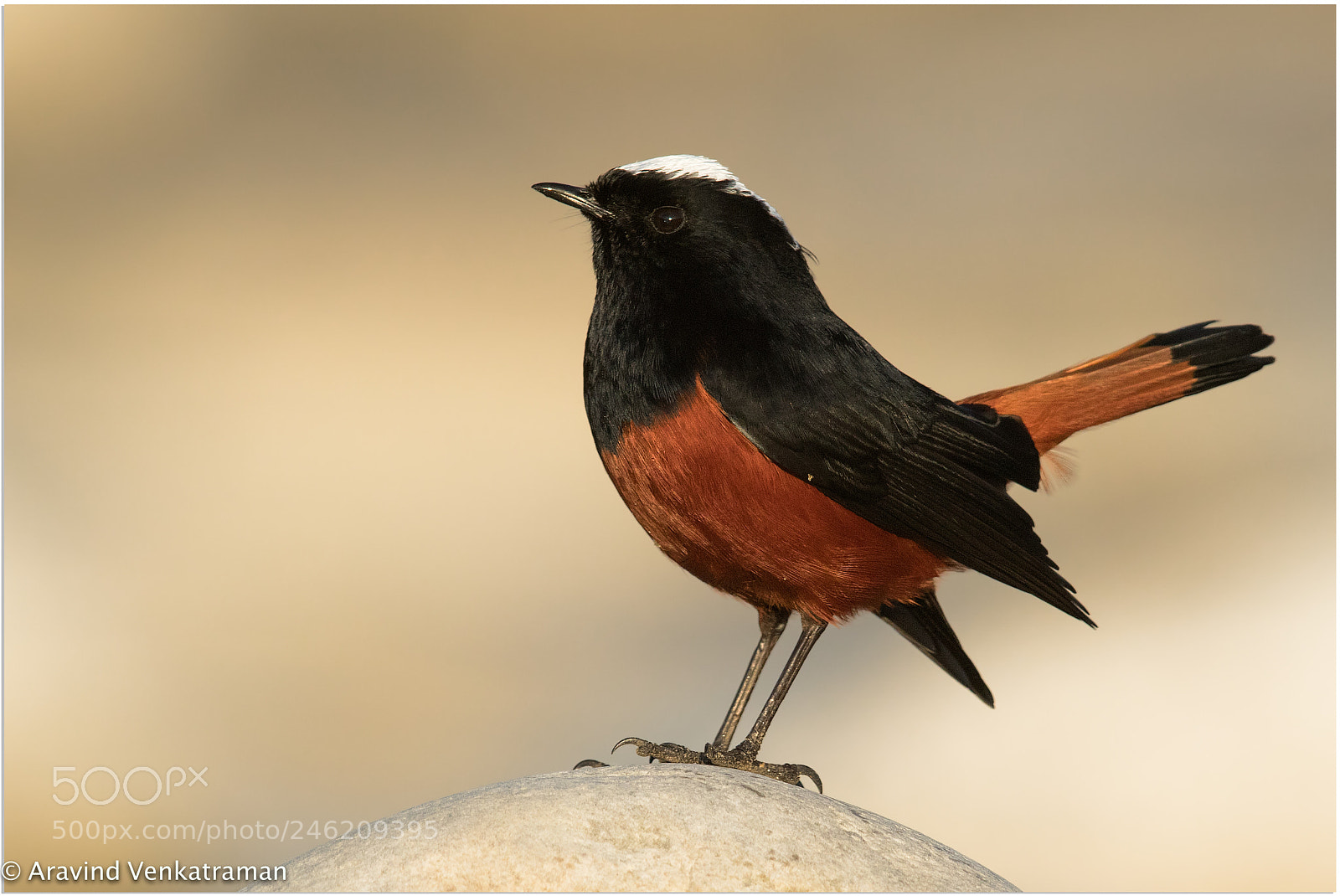 Canon EOS 7D Mark II sample photo. White capped redstart photography