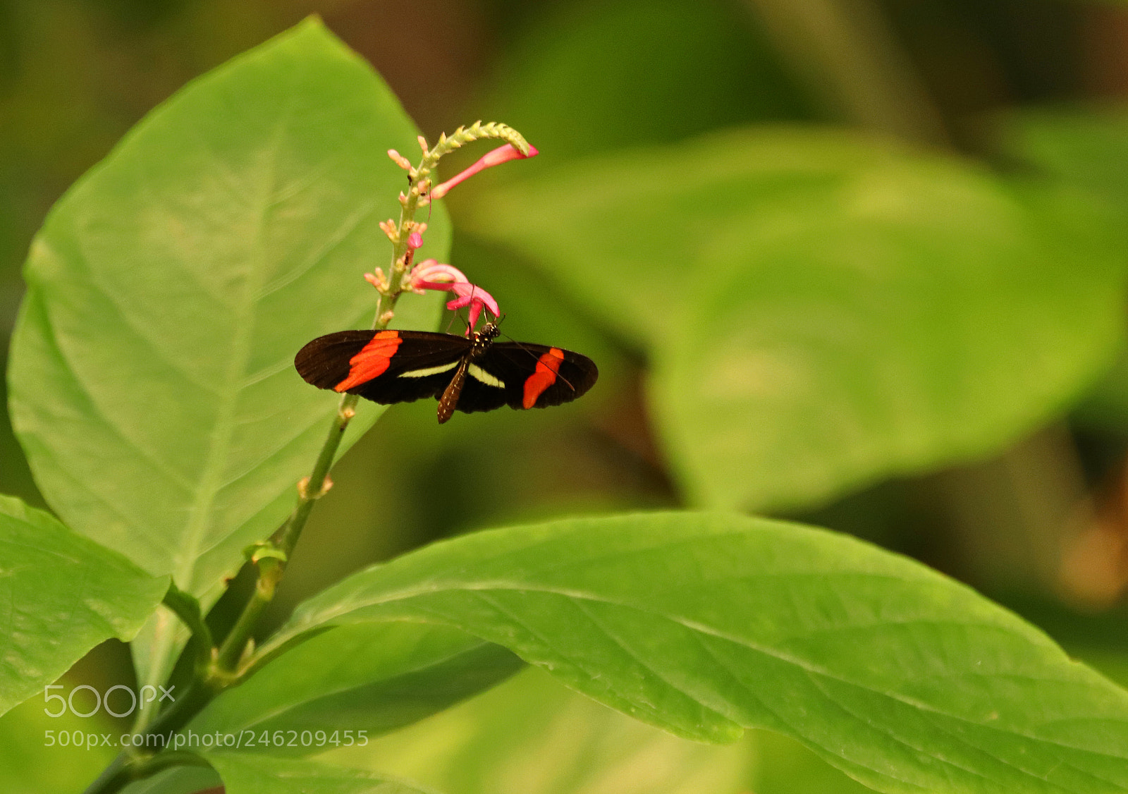 Canon EOS 800D (EOS Rebel T7i / EOS Kiss X9i) sample photo. Flower and butterfly photography