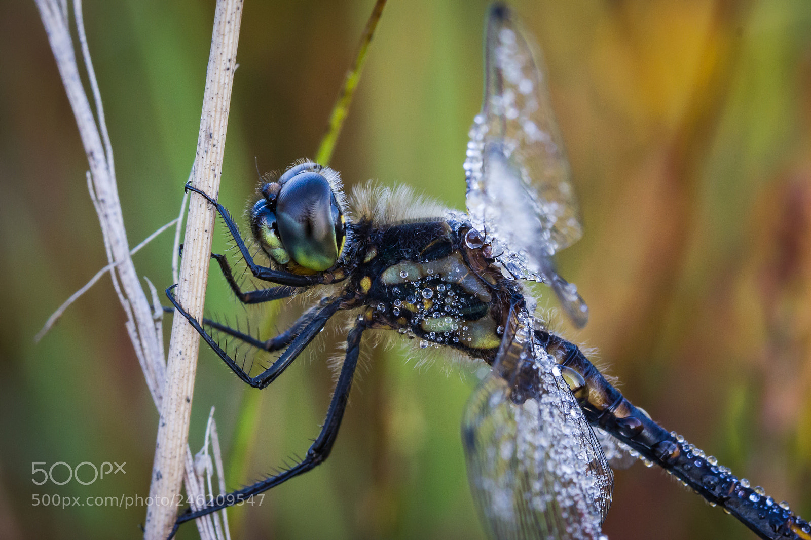 Canon EOS 550D (EOS Rebel T2i / EOS Kiss X4) sample photo. Dragonfly photography