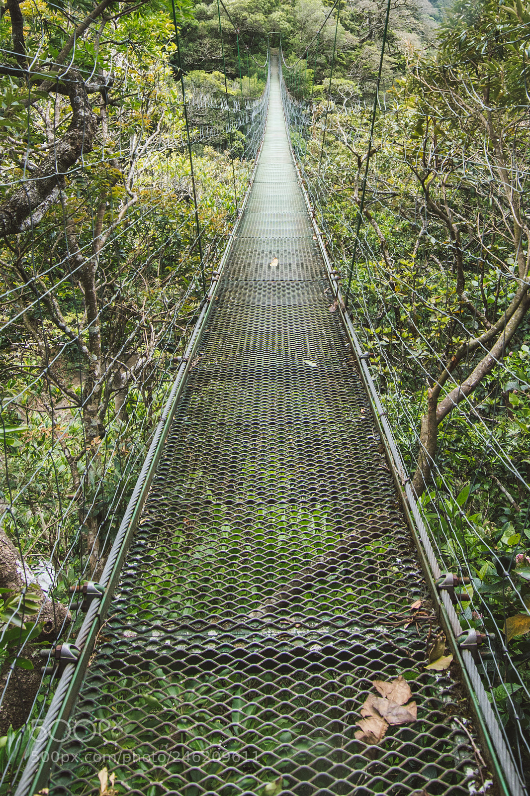 Nikon D500 sample photo. Puente colgante en el photography