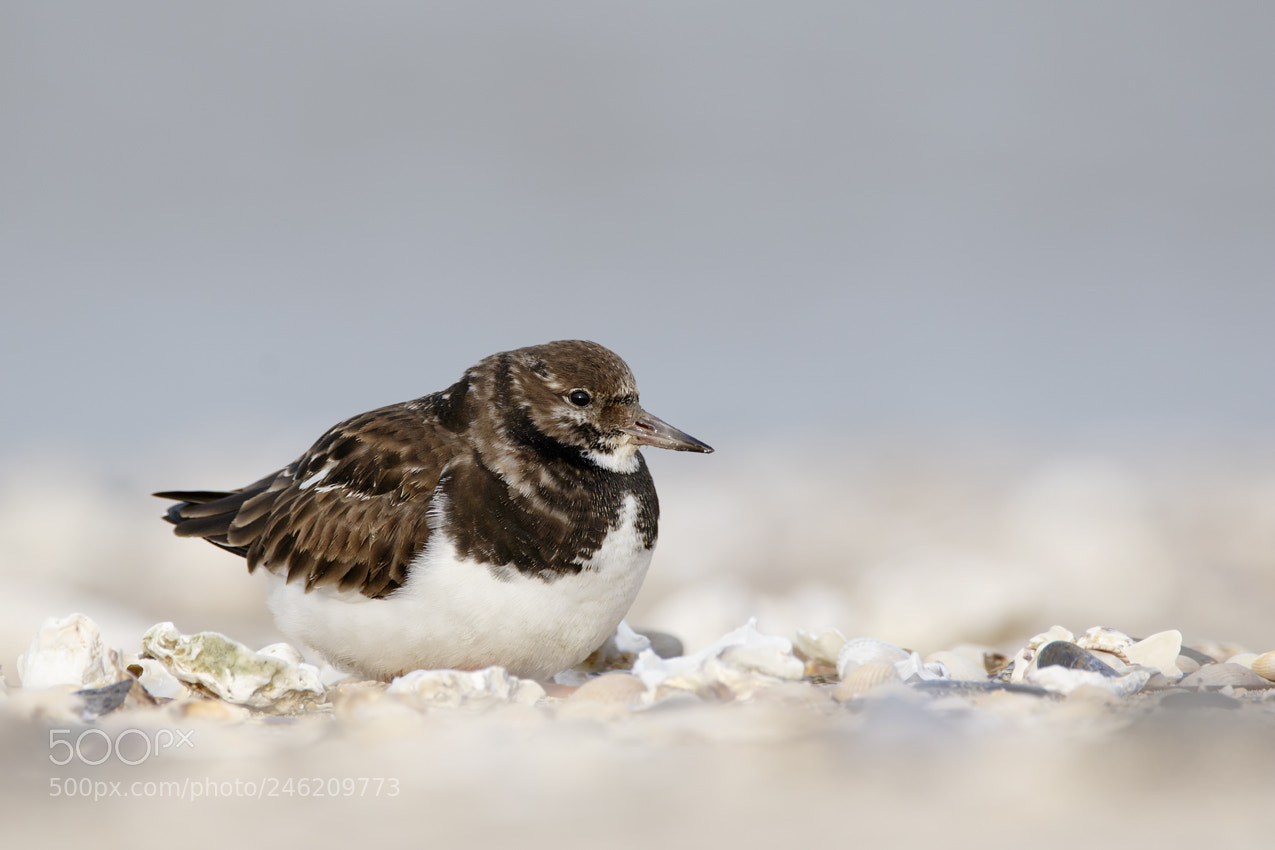 Canon EOS 7D Mark II sample photo. Ruddy turnstone photography