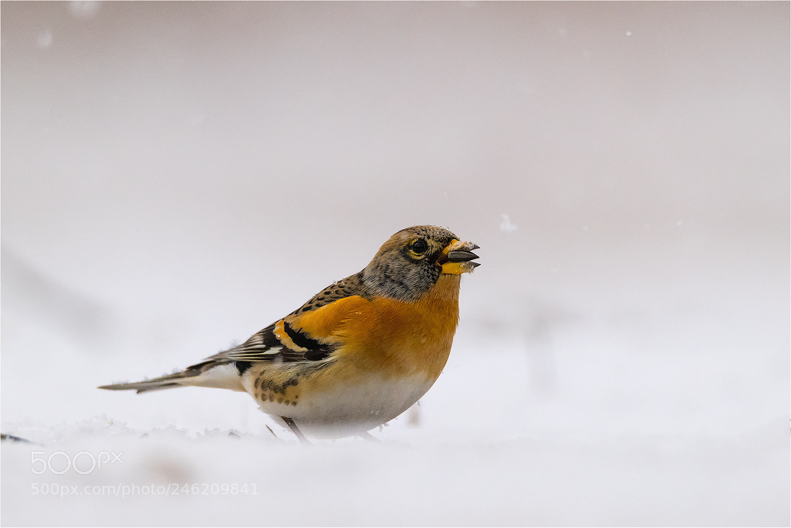 Nikon D850 sample photo. Brambling in the snow photography