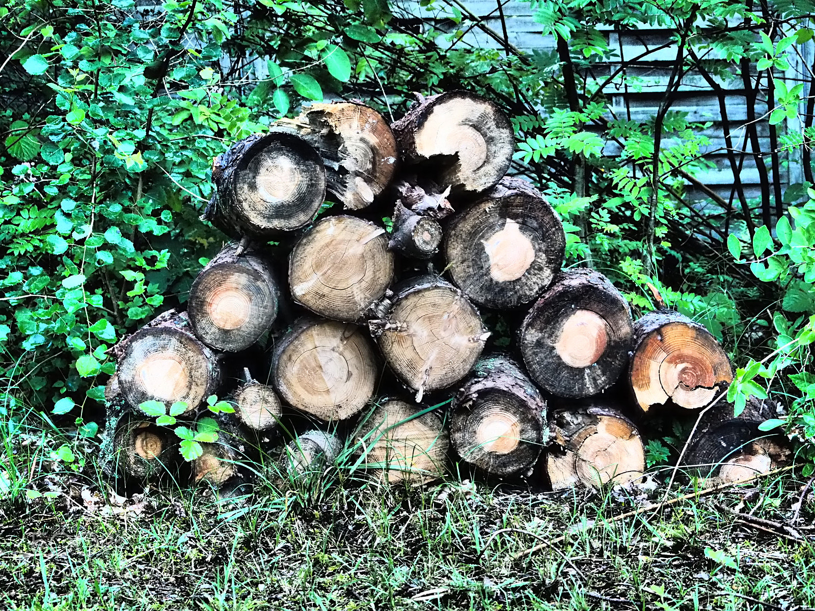 Olympus OM-D E-M10 sample photo. Wooden pile photography
