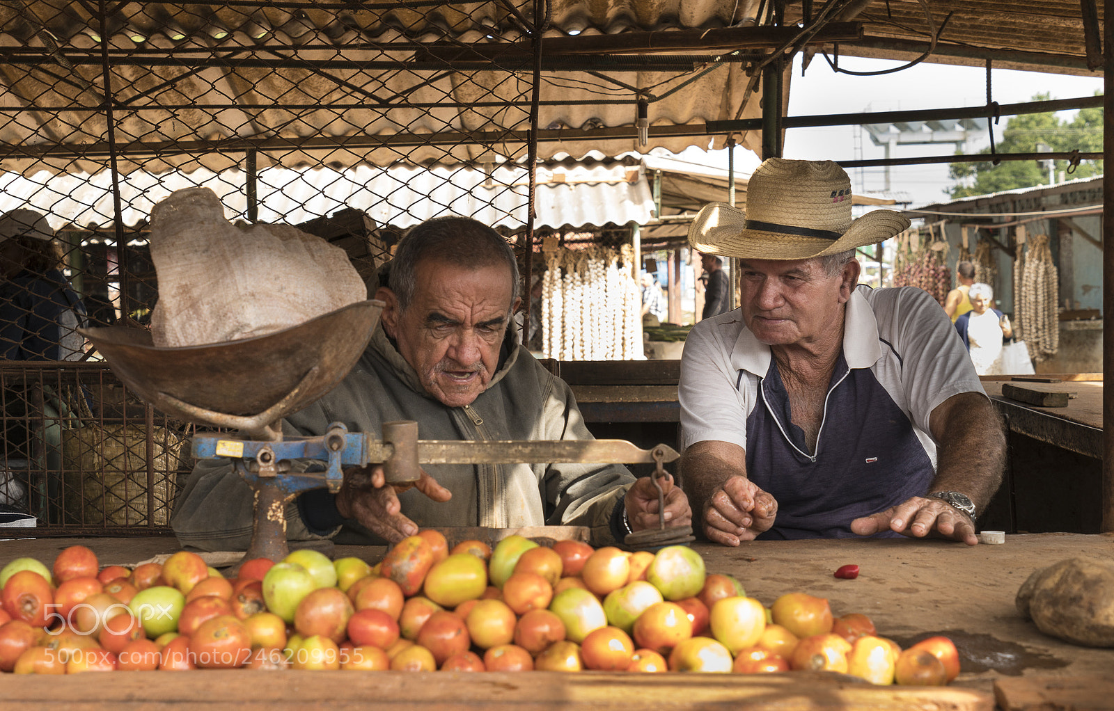 Sony a7R II sample photo. Weighing the produce photography