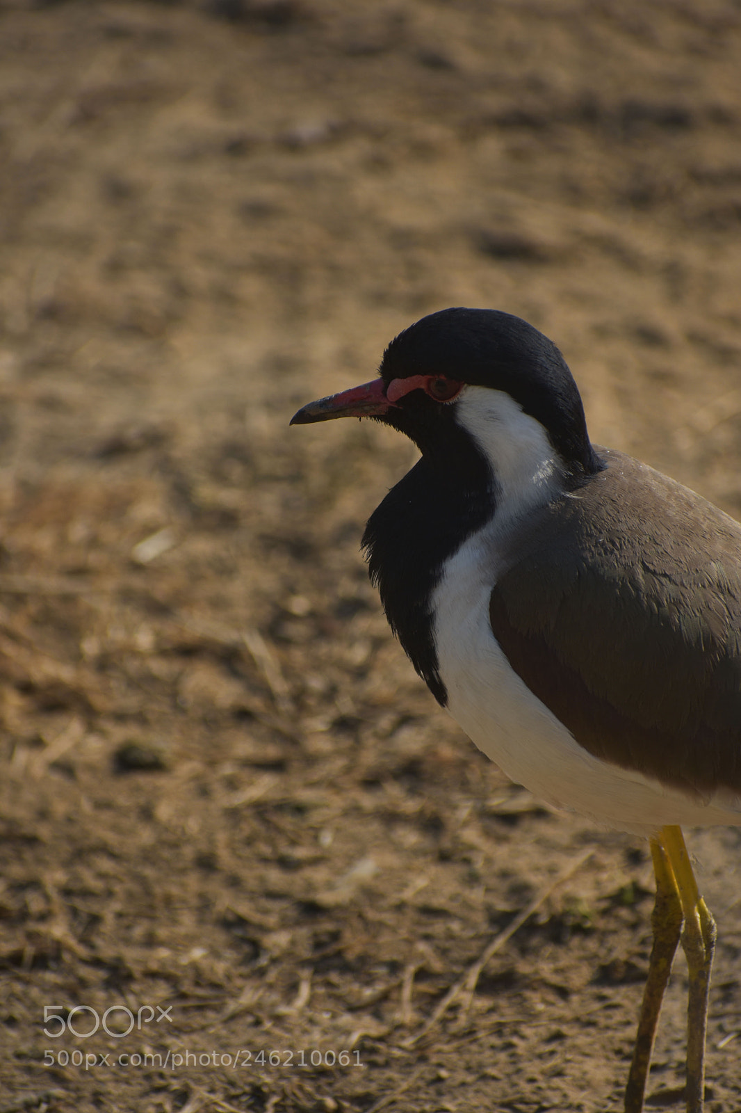 Nikon D3400 sample photo. Untitled photography