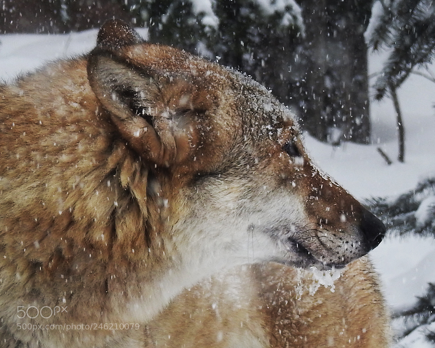 Nikon Coolpix P900 sample photo. Winter photography