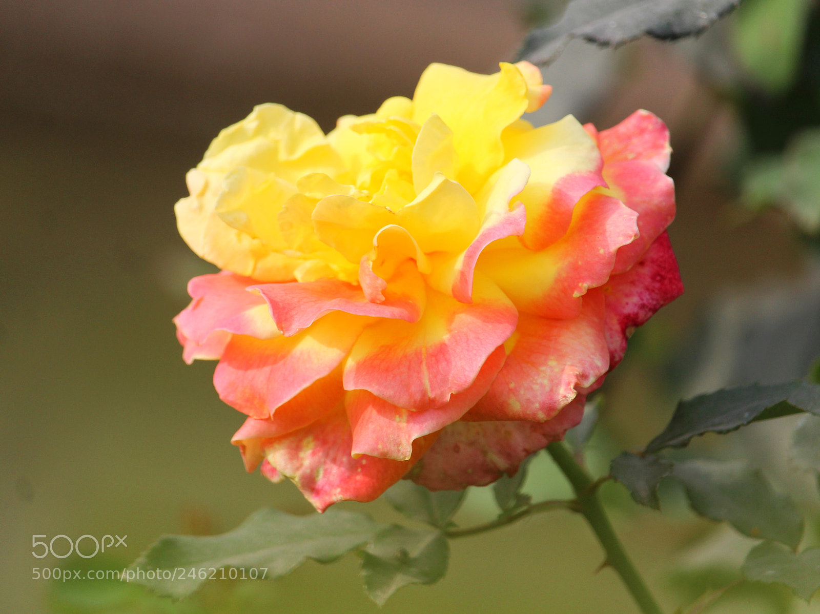 Canon EOS 1200D (EOS Rebel T5 / EOS Kiss X70 / EOS Hi) sample photo. Untitled photography