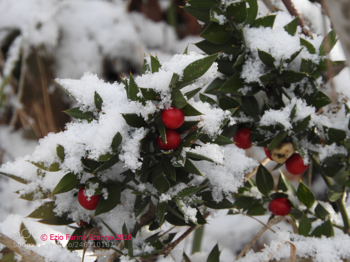 Nikon Coolpix P610 sample photo. Ruscus aculeatus (pungitopo) photography