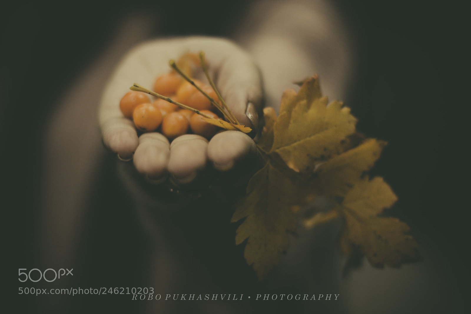 Nikon D7100 sample photo. Untitled photo photography