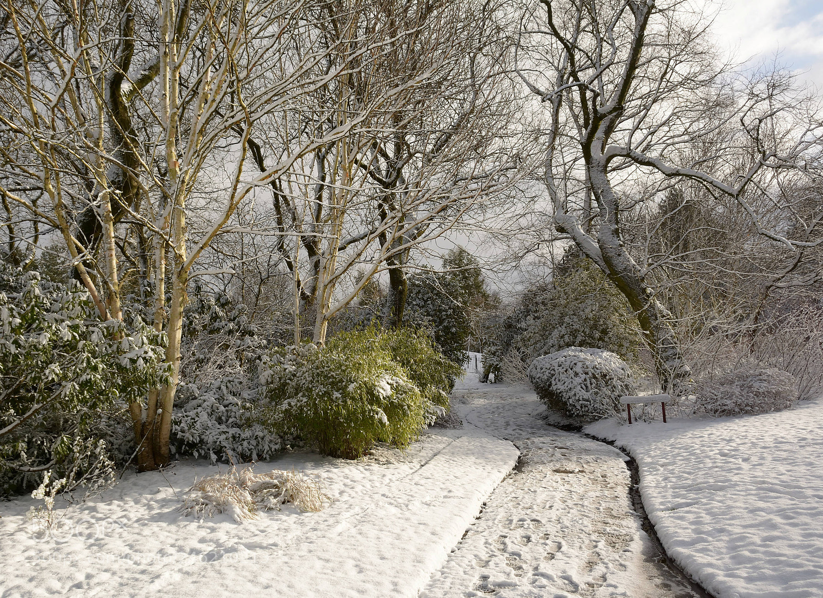 Nikon D7100 sample photo. Winter in the park photography