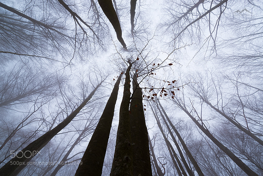 Nikon D800 sample photo. The hight forest photography