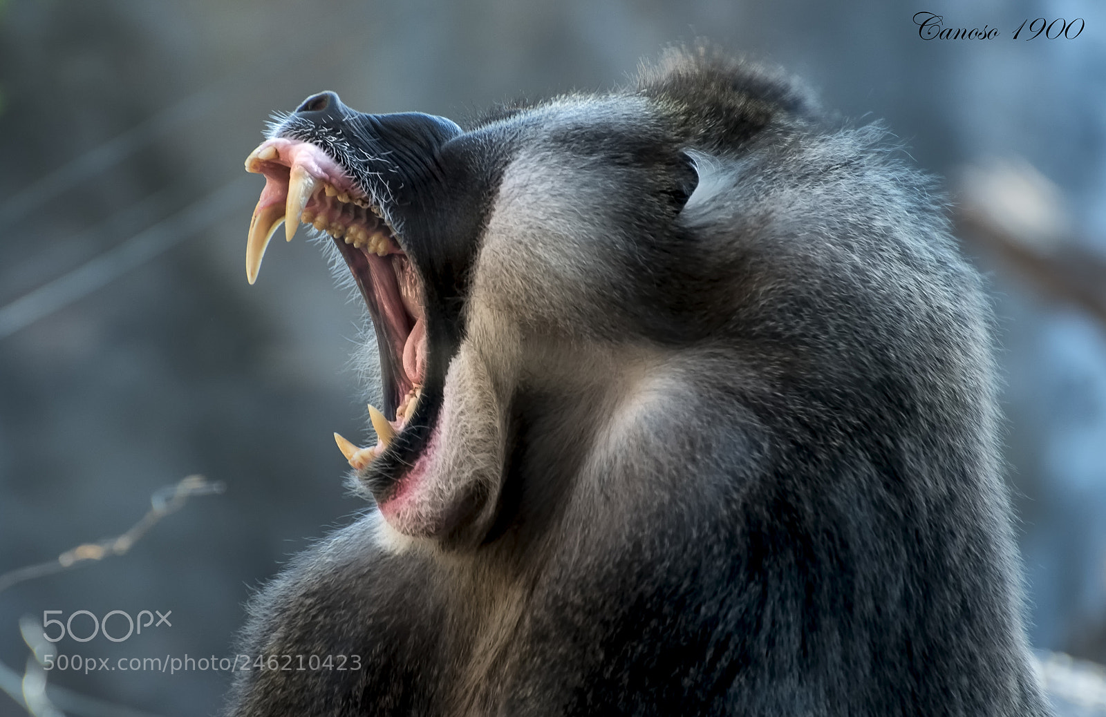 Nikon D810 sample photo. Bostezo photography