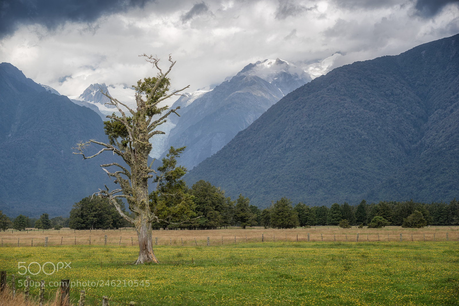 Pentax K-1 sample photo. Old tree with a photography