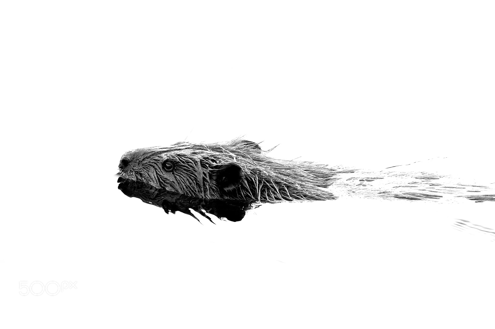 Canon EOS 7D Mark II sample photo. A beaver photography