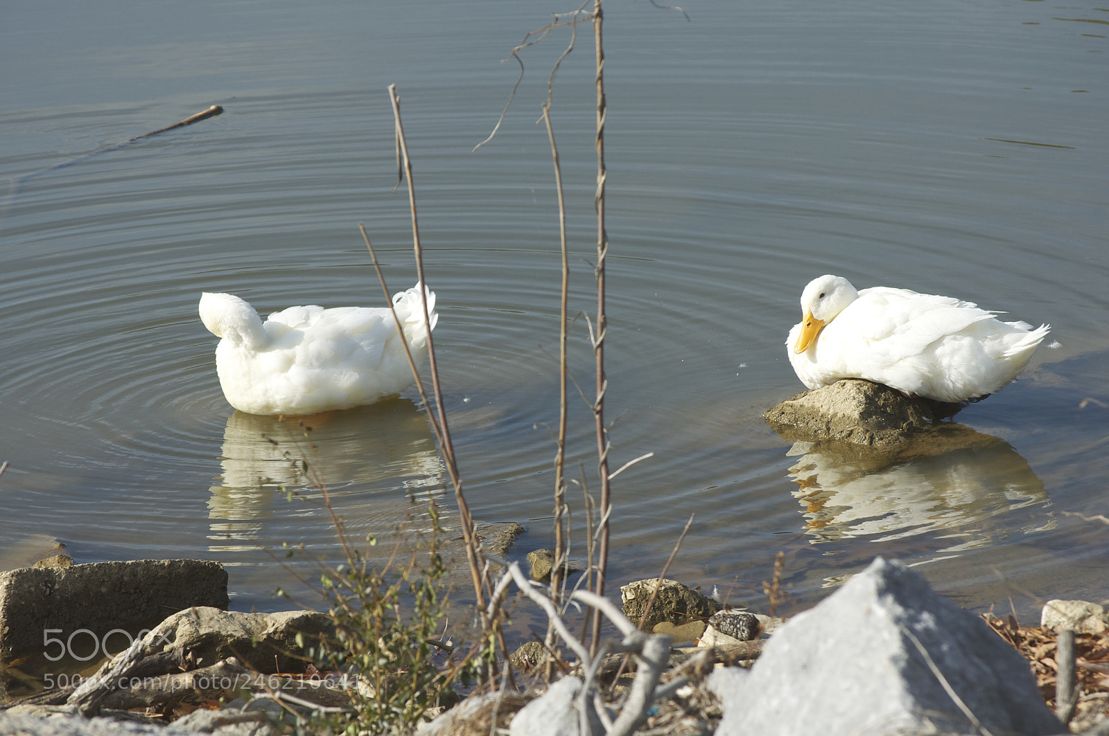 Nikon D5000 sample photo. Two of a kind photography
