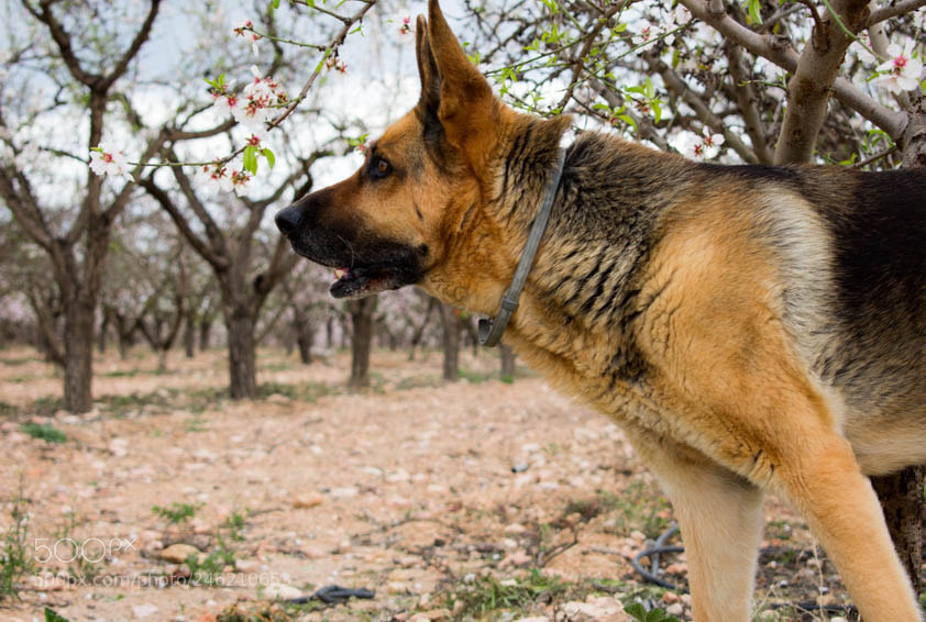 Nikon D3400 sample photo. Countryside doggy photography